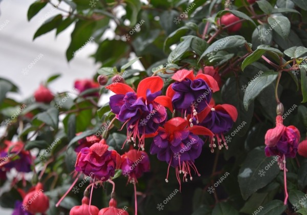 Fuchsia hybrida Dark Eyes (nokarena)