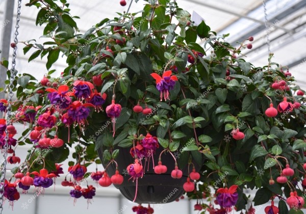 Fuchsia hybrida Dark Eyes (nokarena)