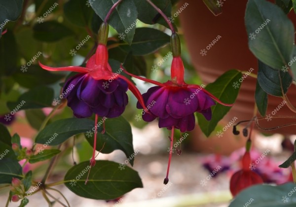 Fuchsia hybrida Dollarprinzessin (nokarena)