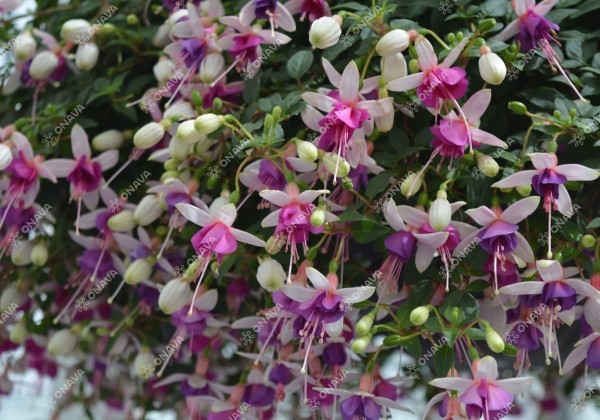 Fuchsia hybrida La Campanella (nokarena)