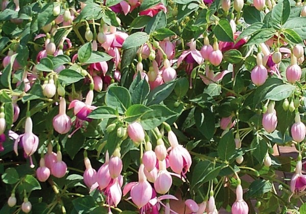Fuchsia hybrida Paula Jane (nokarena)