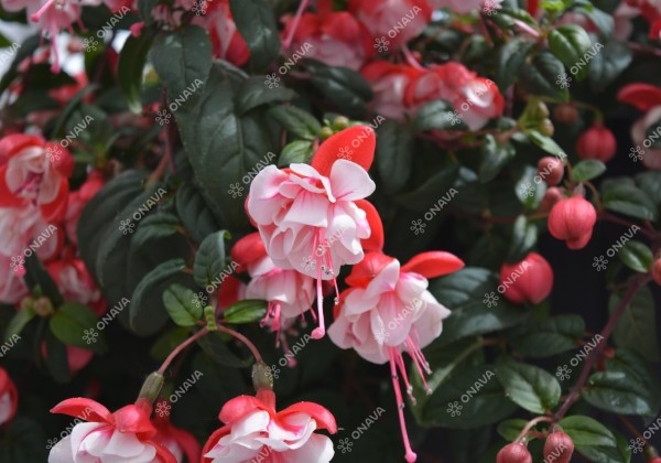 Fuchsia hybrida Sir Matt Busby (nokarena)