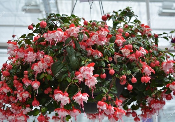 Fuchsia hybrida Sir Matt Busby (nokarena)