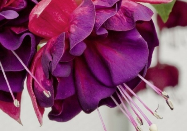 Fuchsia hybrida Marbeller Double Magenta-Purple (nokarena)