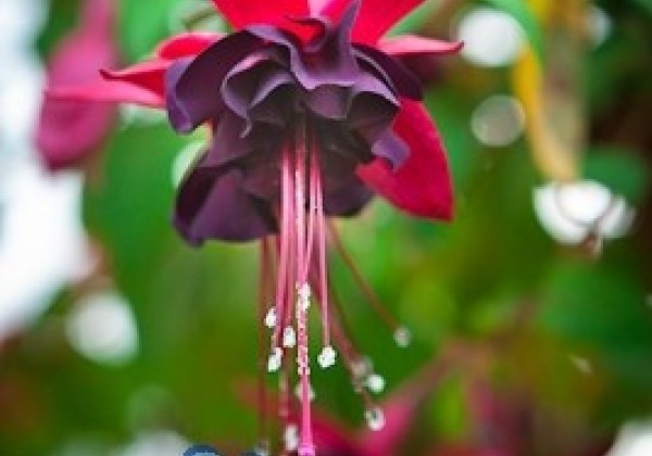 Fuchsia hybrida Blacky (nokarena)