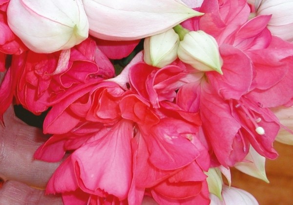 Fuchsia hybrida Peachy (nokarena)