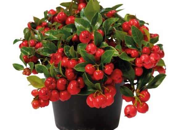 Gaultheria procumbens Merry Berry Big Red