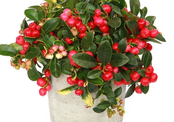 Gaultheria procumbens Merry Berry Red