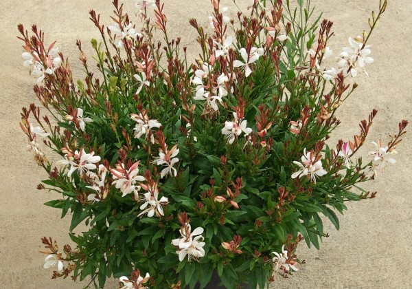 Gaura lindheimeri Gambit Compact White