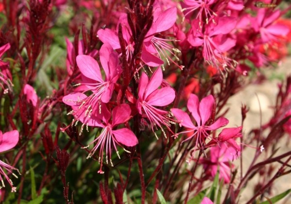 Gaura lindheimeri Gambit Rose