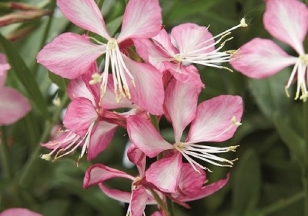 Gaura lindheimeri Gambit Rose Bicolor