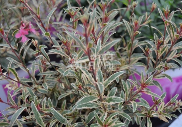 Gaura lindheimeri Gambit Variegata Rose