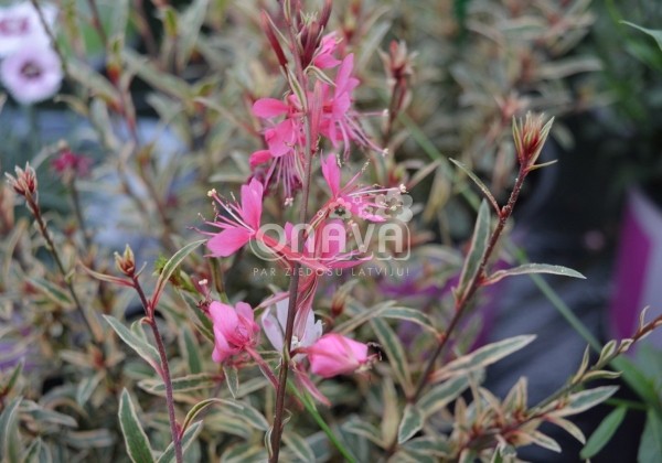 Gaura lindheimeri Gambit Variegata Rose
