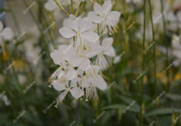 Gaura lindheimeri Gambit White