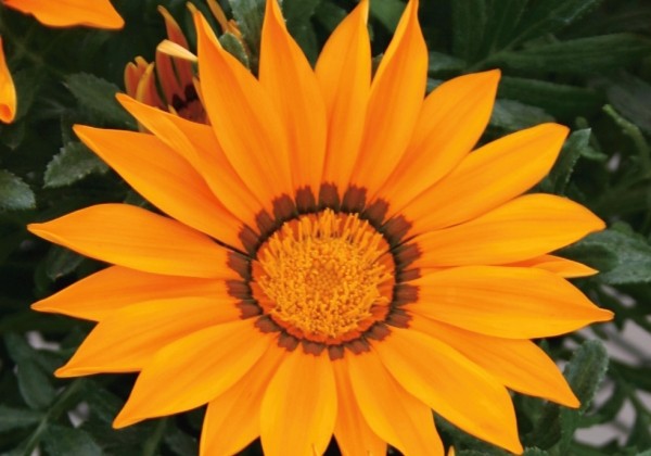 Gazania rigens Siesta Orange