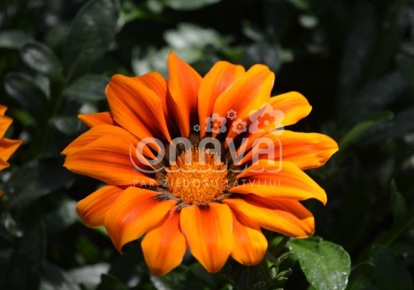 Gazania rigens Siesta Orange Flame