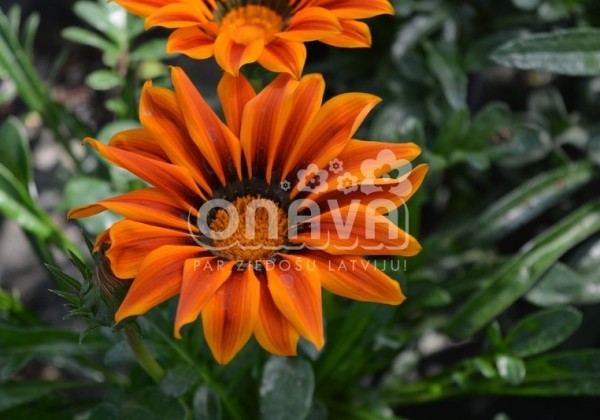 Gazania rigens Siesta Orange Flame