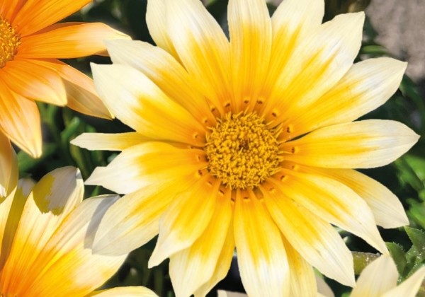 Gazania rigens Siesta Zany Sunny-Side Up