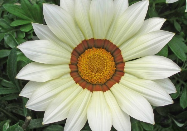 Gazania rigens Siesta White