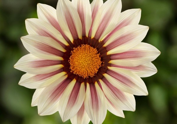 Gazania rigens Siesta White Flame
