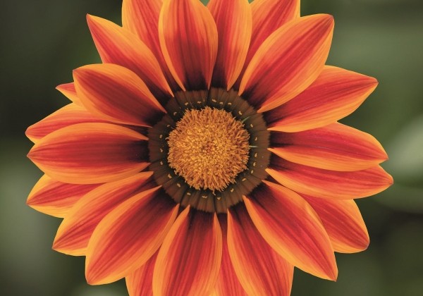Gazania rigens Impressa Orange Flame