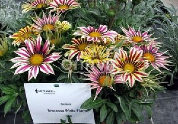 Gazania rigens Impressa White Flame