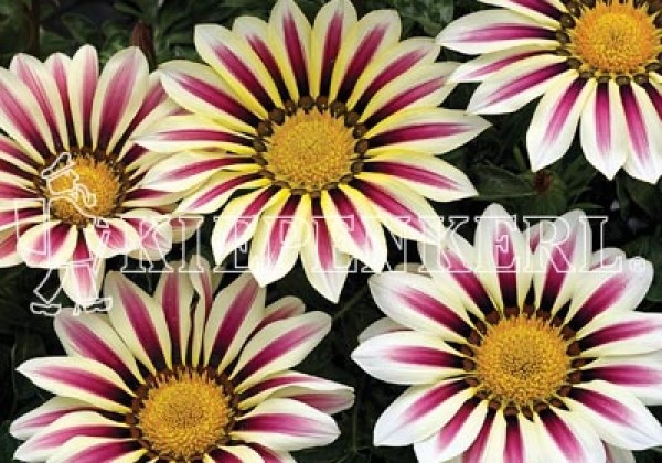 Gazania rigens Impressa White Flame