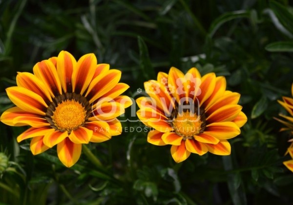 Gazania rigens Impressa Yellow Flame
