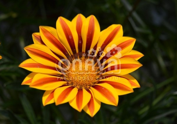 Gazania rigens Impressa Yellow Flame