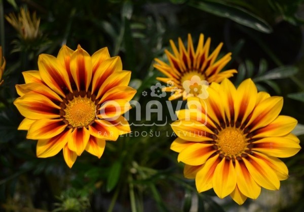 Gazania rigens Impressa Yellow Flame