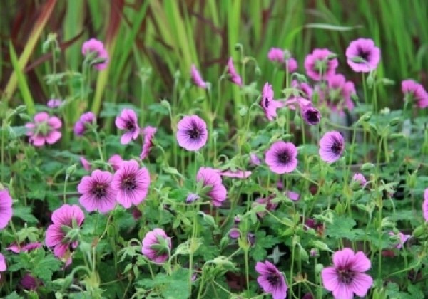 Geranium hybridum Pink Penny (XXL)