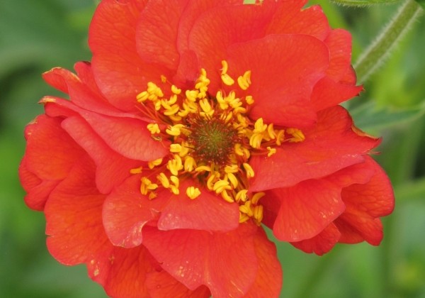 Geum chiloense Feuerball (Mrs. Bradshaw)