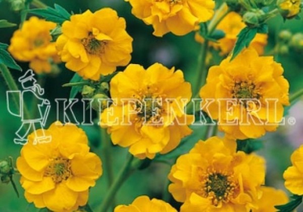 Geum chiloense Goldball (Lady Stratheden)