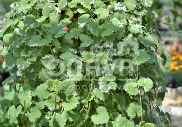 Glechoma hederacea Variegata