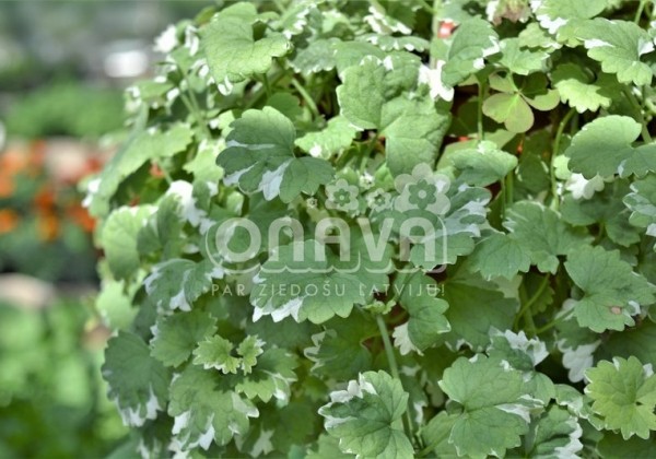 Glechoma hederacea Variegata