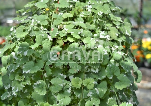 Glechoma hederacea Variegata
