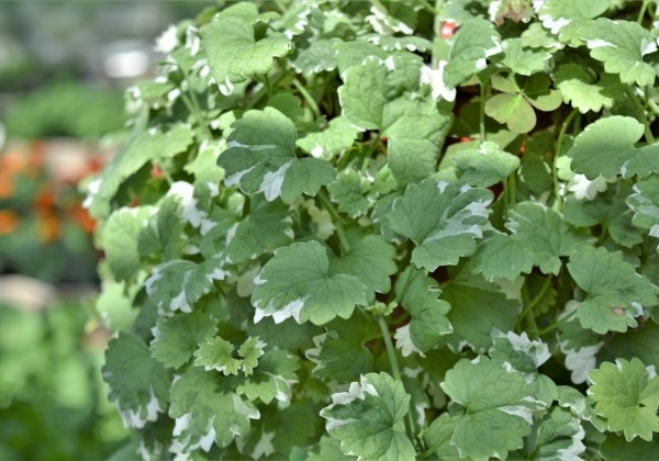 Glechoma hederacea Variegata
