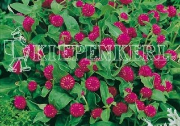 Gomphrena globosa Buddy Purple
