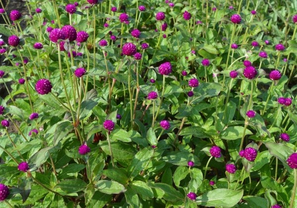 Gomphrena globosa QIS Purple