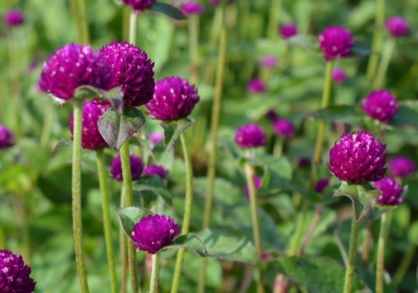 Gomphrena globosa QIS Purple