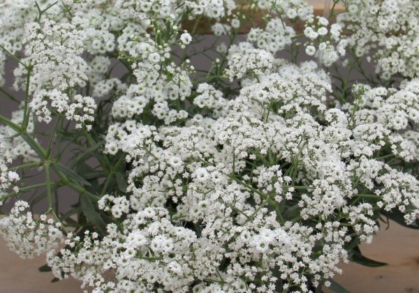 Gypsophila paniculata Festival White