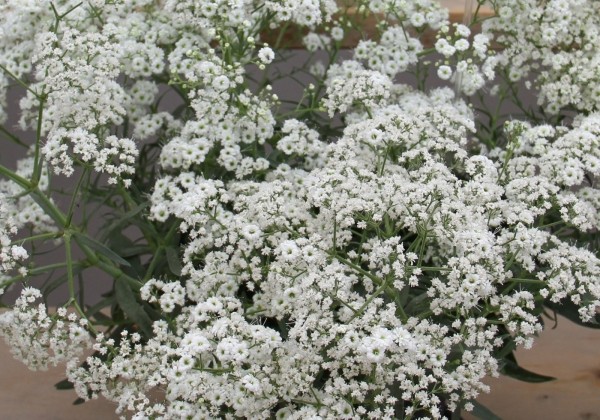 Gypsophila paniculata Starflakes