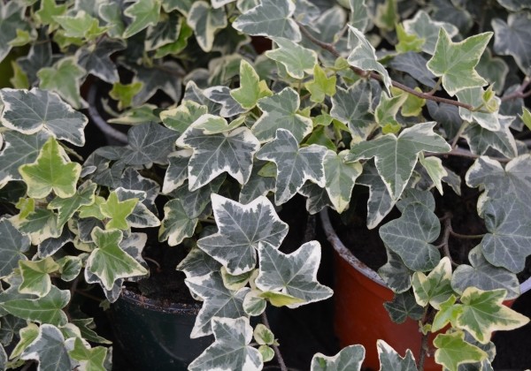 Hedera helix Eva (XXL)