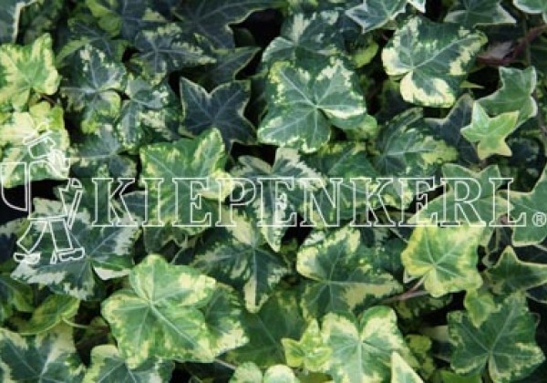 Hedera helix Golden Child (XXL)