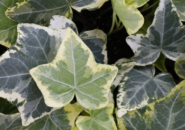 Hedera helix Golden Kolibri (XXL)