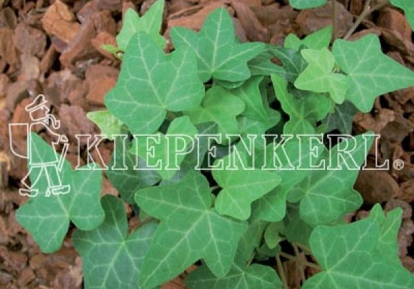 Hedera helix Green Wonder (XXL)