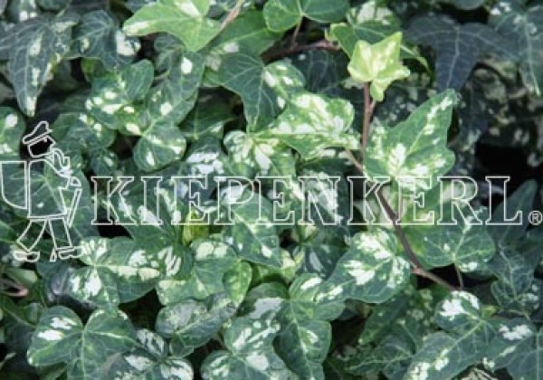 Hedera helix Kolibri Mint (XXL)