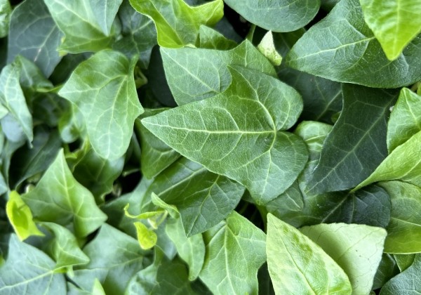 Hedera helix My Heart (XXL)