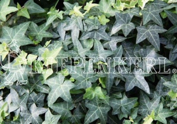 Hedera helix Pittsburgh (XXL)