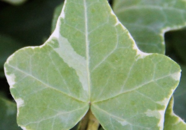 Hedera helix Tamara (XXL)